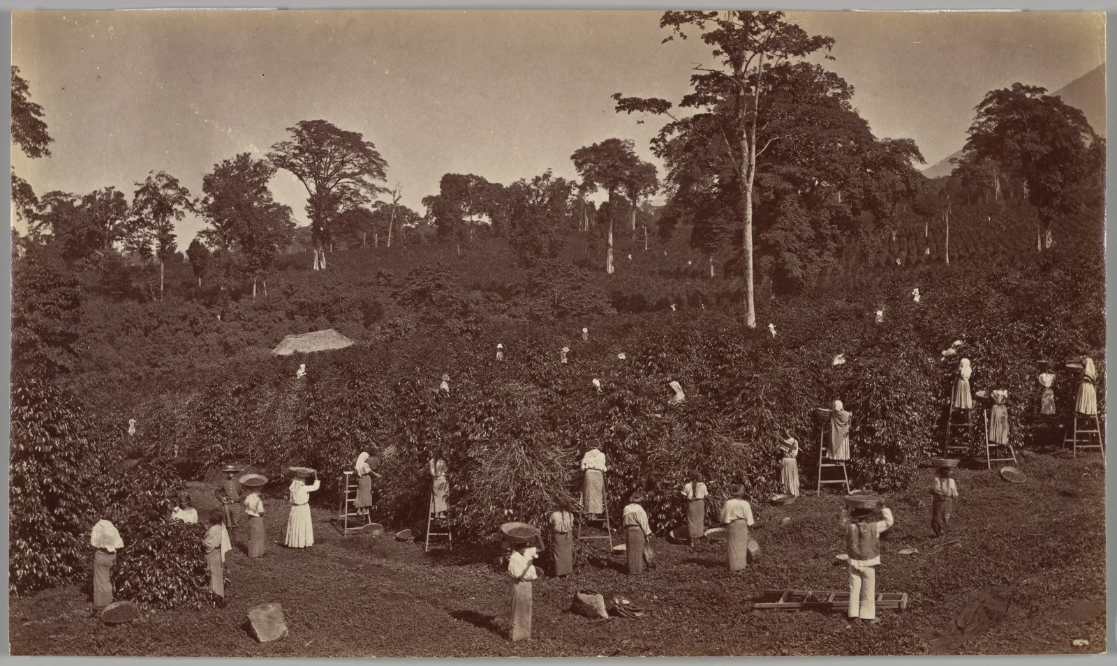 Finca La Azotea, Guatemala: guía para conocer su museo del café