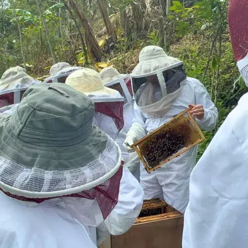 Visitantes con trajes de protección observan un marco de abejas durante el tour