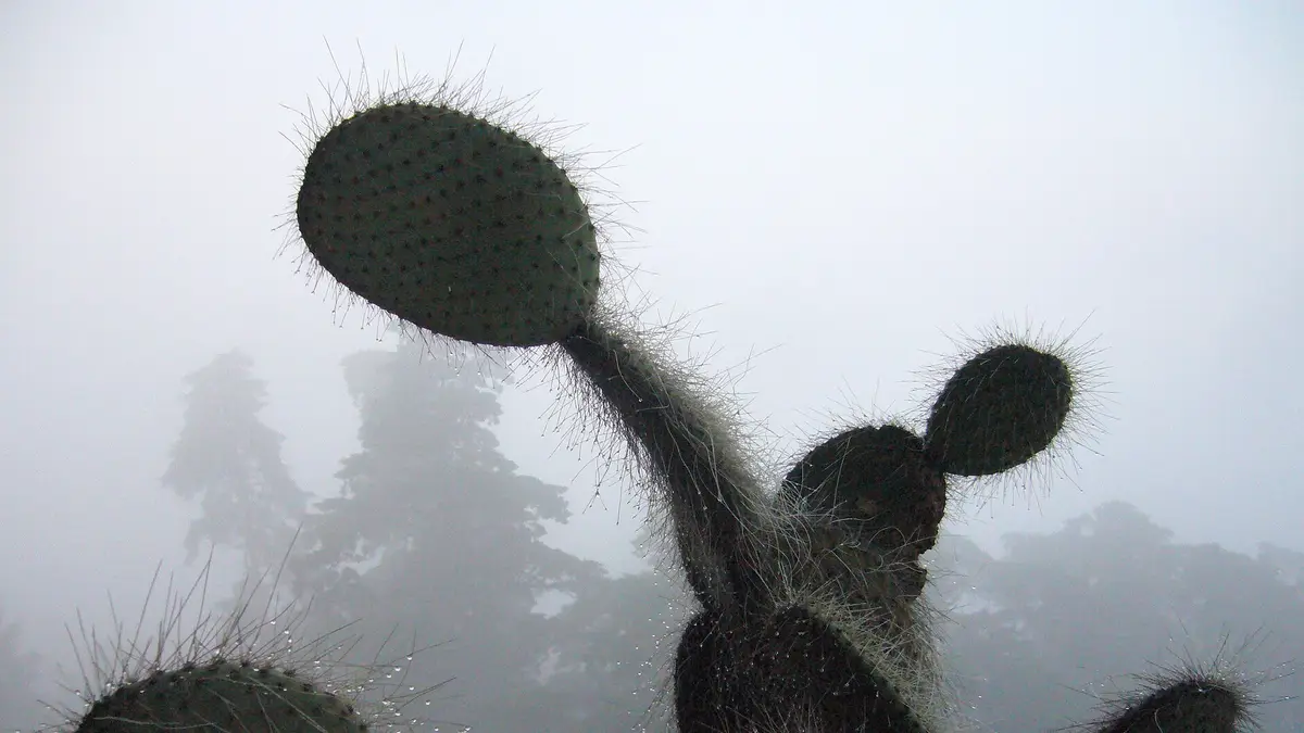Nopal con gotas de rocío frente a árboles cubiertos de neblina en el valle de Guatemala