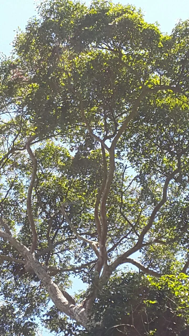Árbol de hormigo en el Jardín Botánico de la USAC en Guatemala