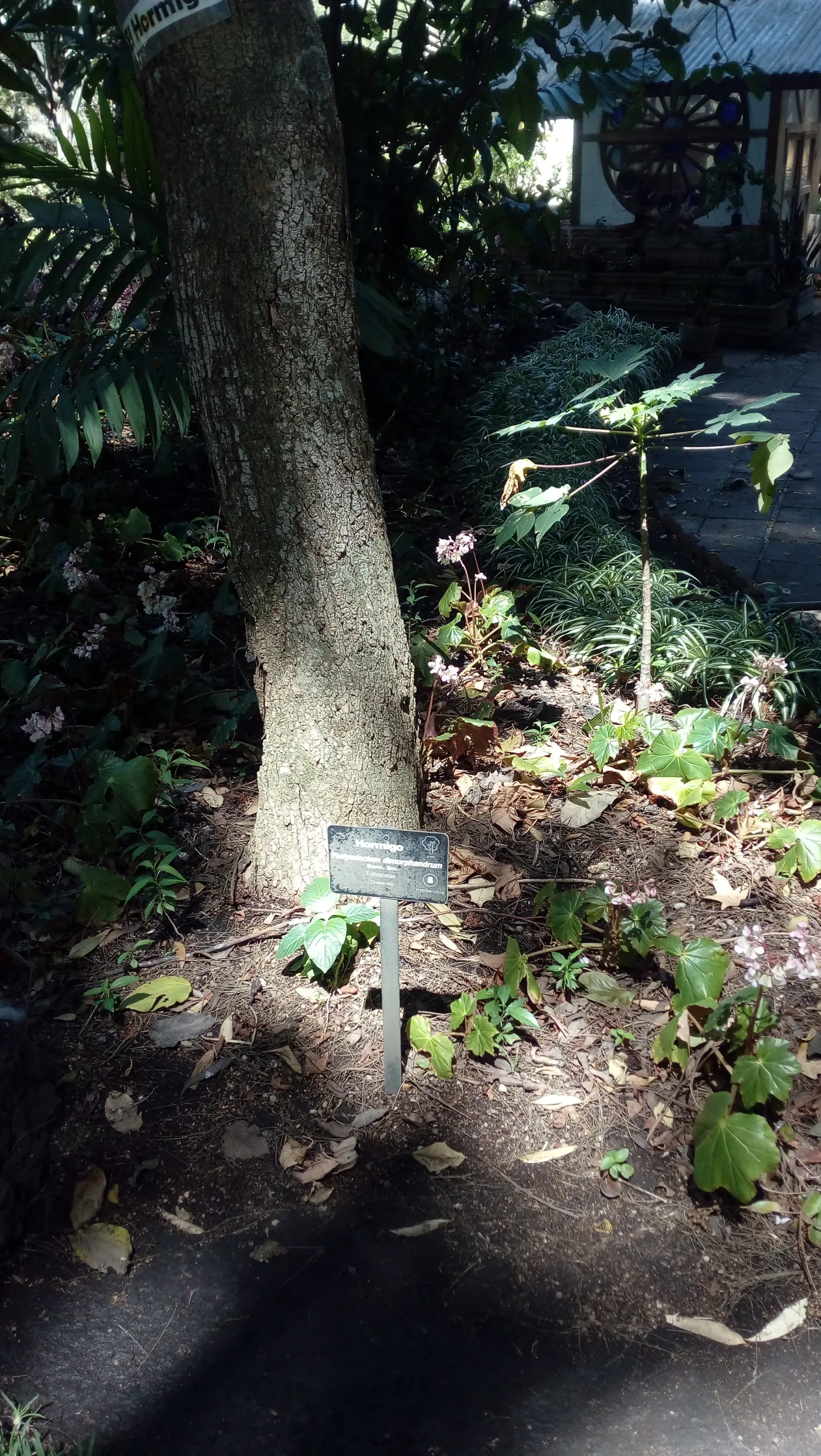 Jardín Botánico de Guatemala: guía para visitar el jardín de la USAC