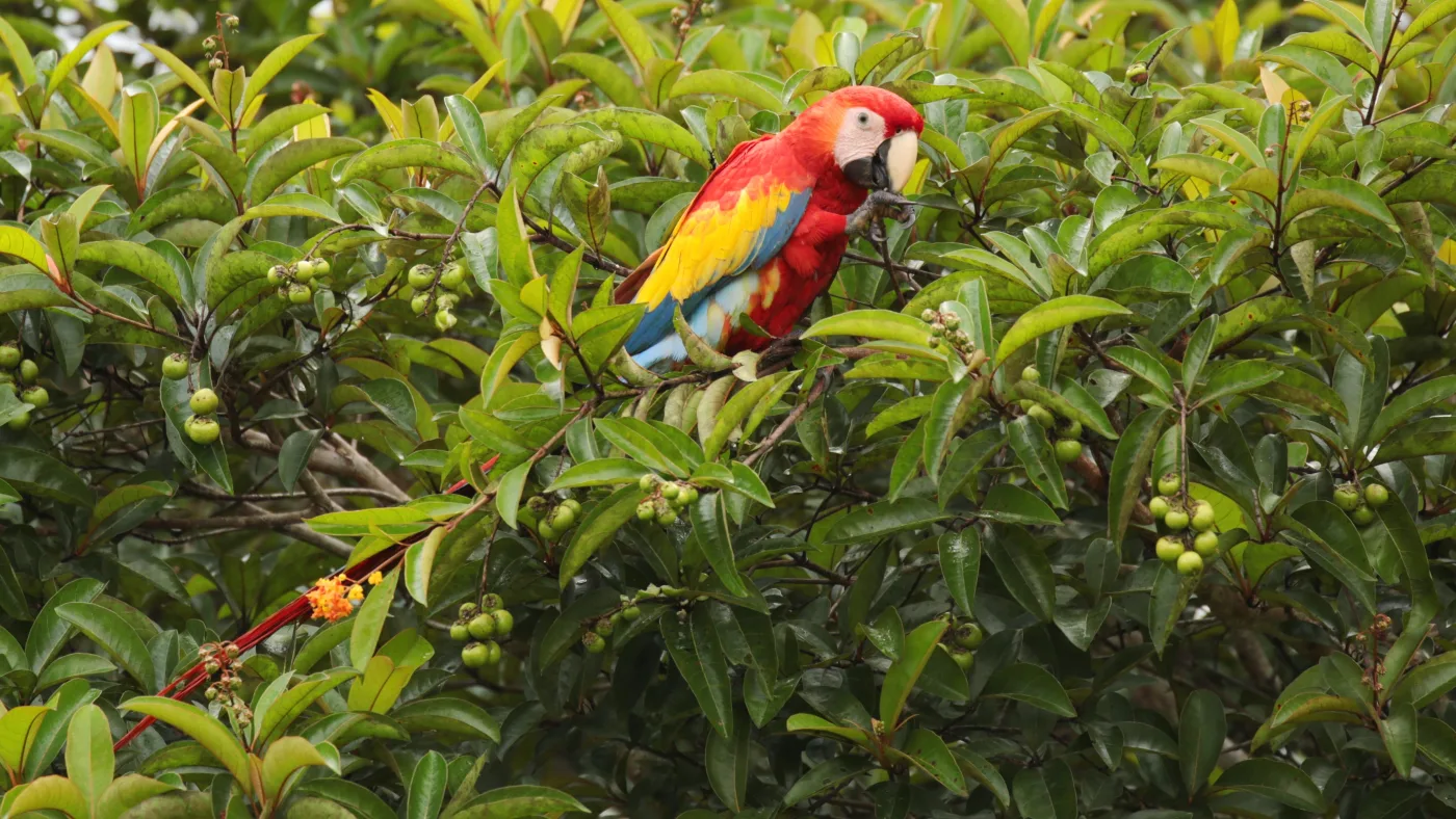 Guacamaya roja en Guatemala usada como imagen contextual para la guía de Las Guacamayas