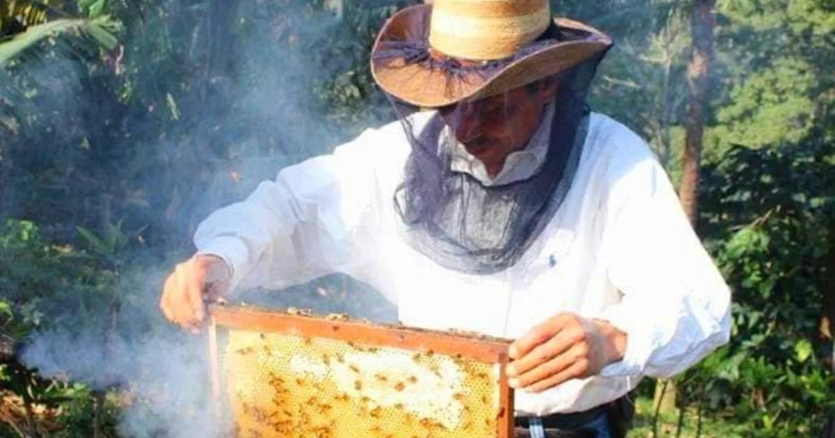 Miel de abeja en Guatemala: tipos, cómo elegir y conservarla