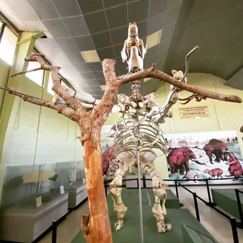 Esqueleto paleontológico exhibido en el Museo de Estanzuela