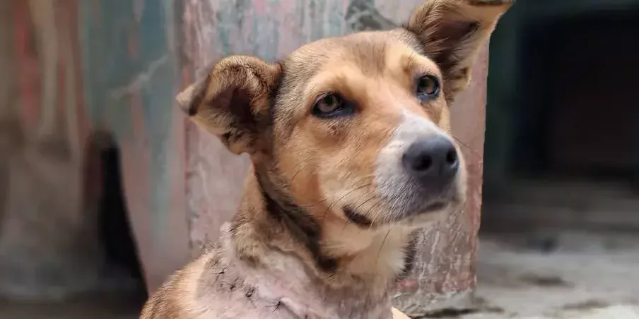 Origen de la palabra chucho en Guatemala: significado y teorías
