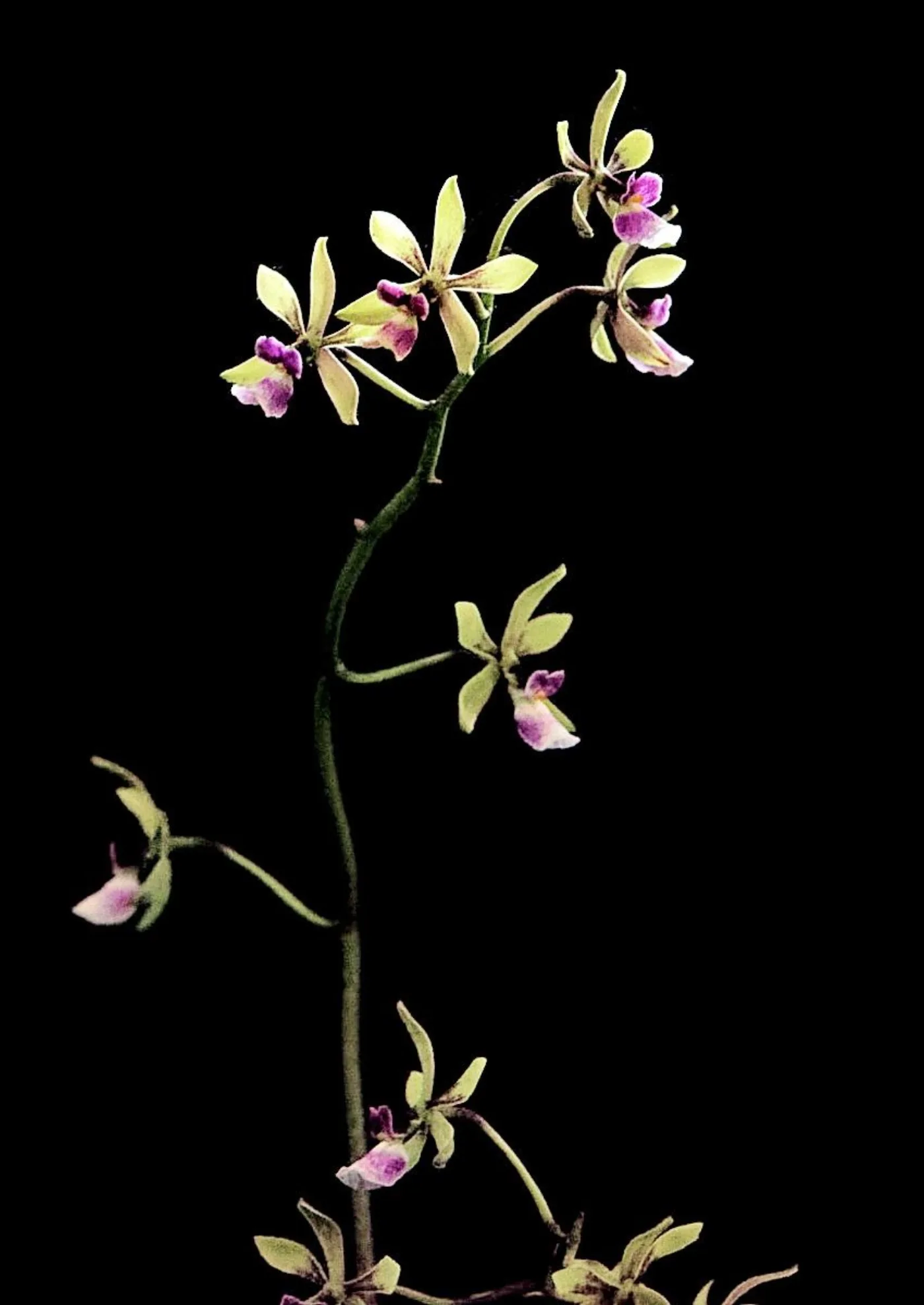 Orquídea de Guatemala usada como imagen contextual para la guía de Orquigonia