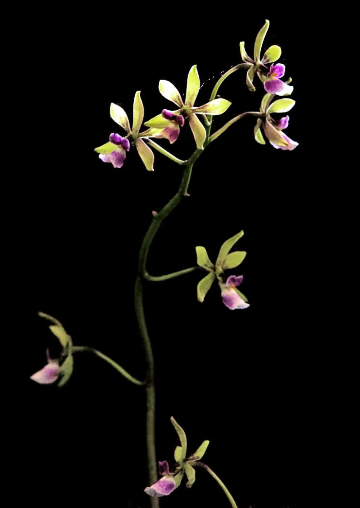 Orquídea guatemalteca como imagen contextual para conocer el Parque Regional Municipal Quetzalí