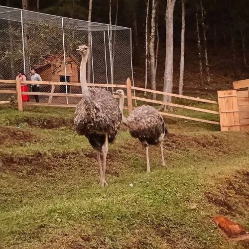 Avestruces en un área cercada del Parque y Zoológico De León