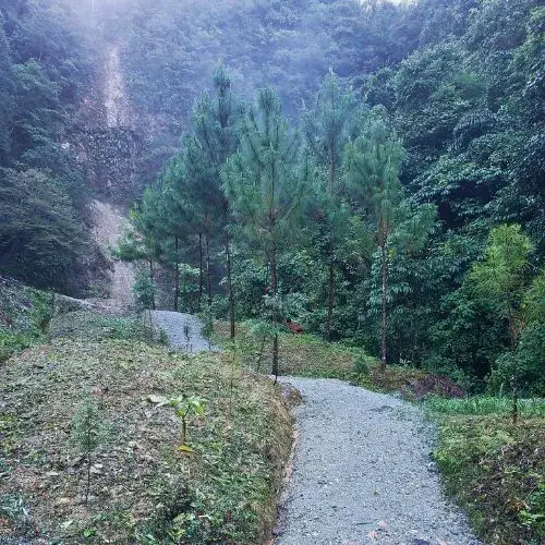 Sendero natural entre árboles y pinos en la Reserva Finca Caquipec