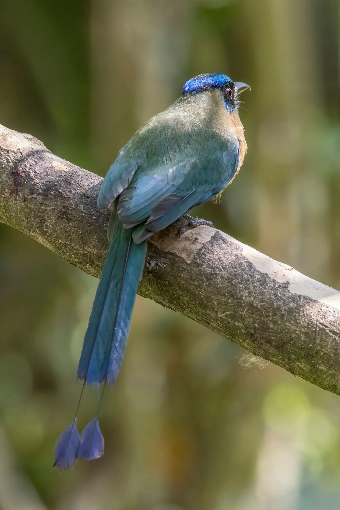 Momoto fotografiado en Los Tarrales, Guatemala