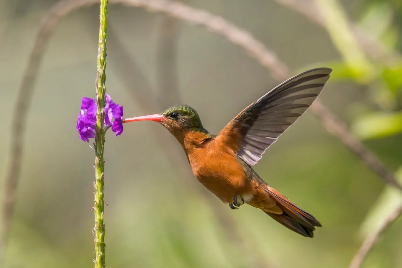Los Tarrales, Guatemala: guía de aves, café y naturaleza