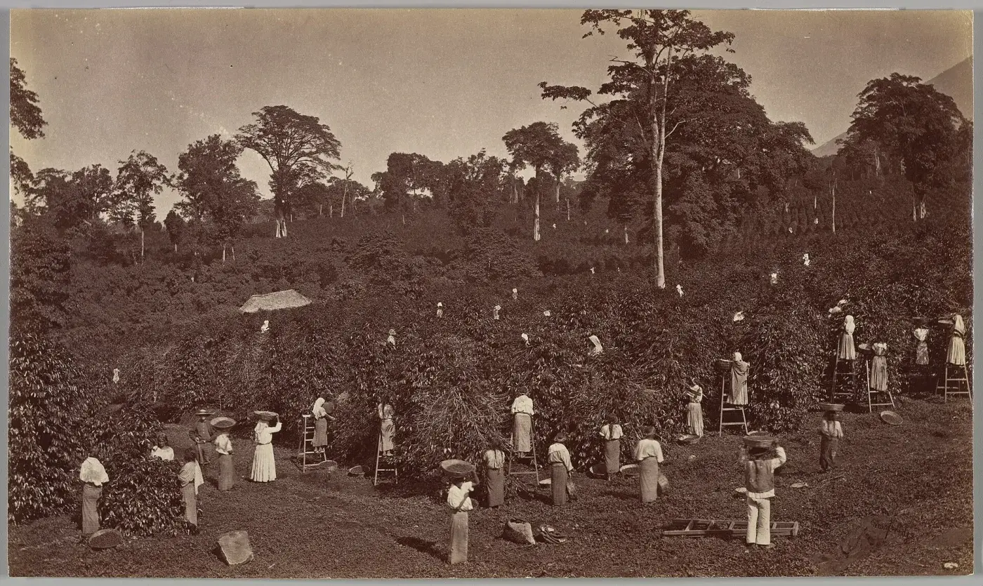 Cosecha de café en Las Nubes, Guatemala