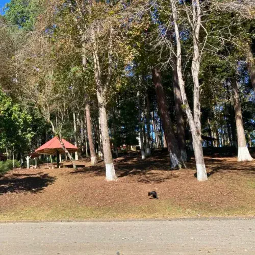 Ranchos y árboles en un área de descanso del Turicentro El Petencito