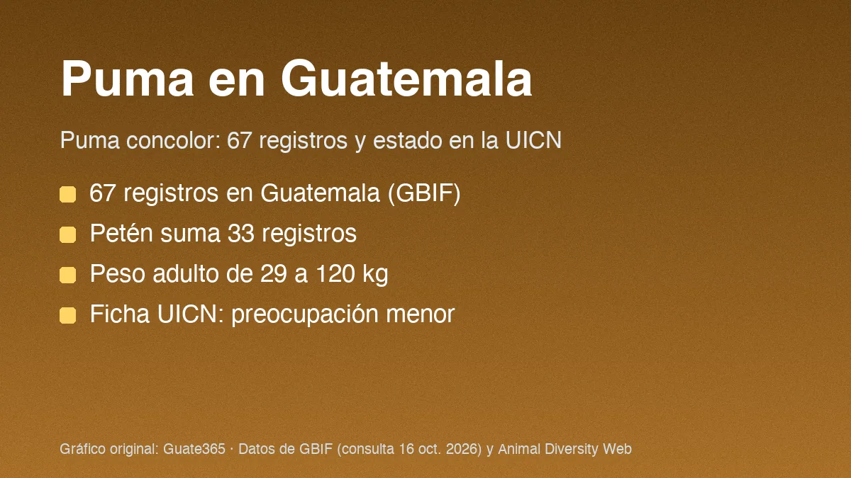 Tarjeta con el título Puma en Guatemala y datos de registros y peso de Puma concolor