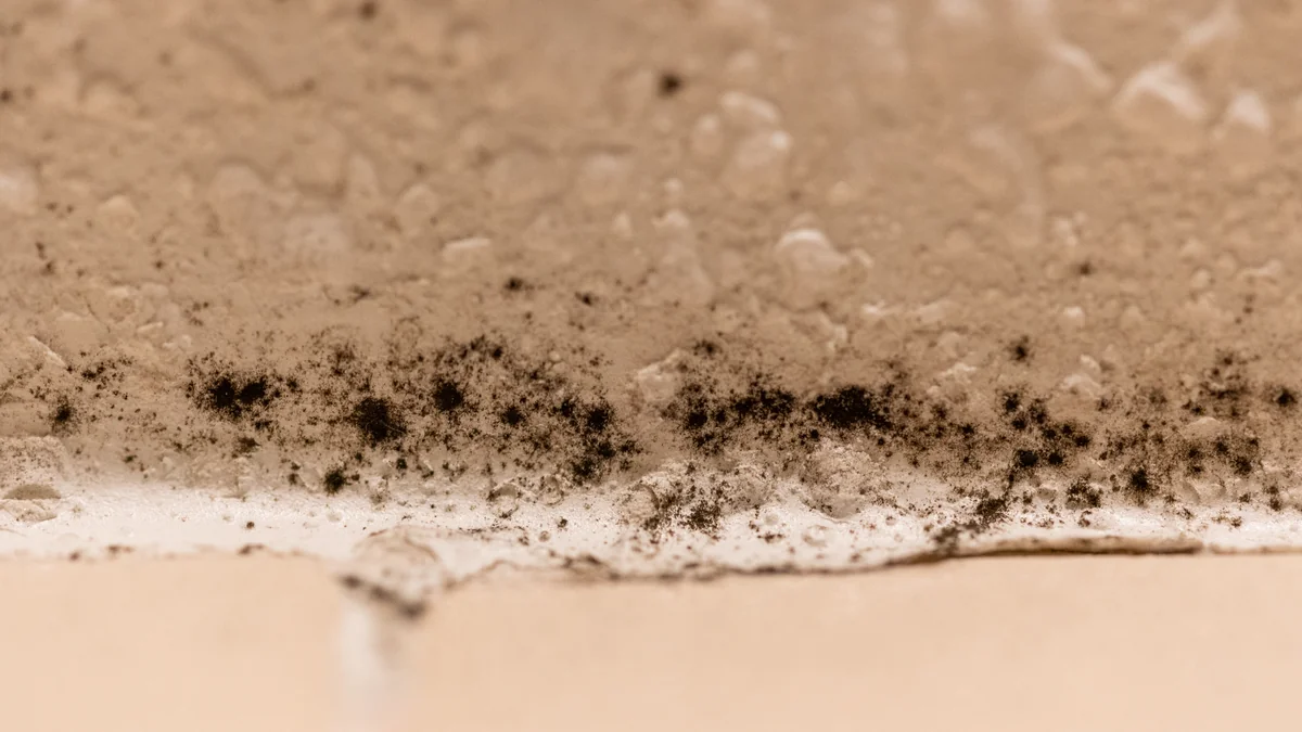 Mancha de moho negro a lo largo de la unión entre el techo pintado de un baño y el borde del azulejo claro