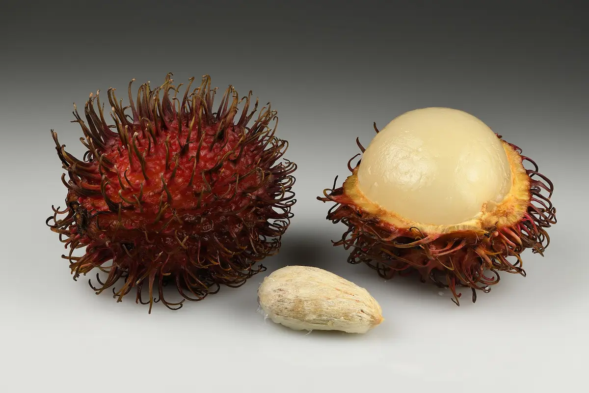 Dos frutos de rambután rojos con espinas largas, uno entero y otro abierto que muestra la pulpa blanca, junto a la semilla marrón al centro
