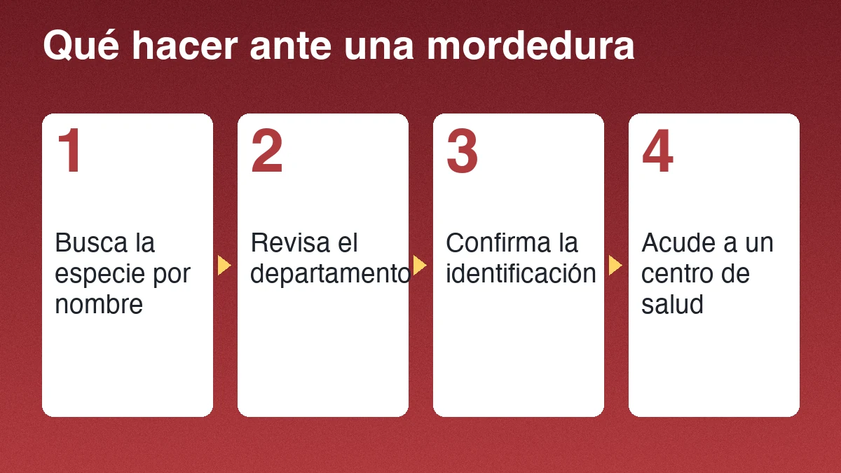 Cuatro pasos para verificar un registro de barba amarilla: buscar el nombre científico, filtrar por Guatemala, revisar el departamento y confirmar con la ficha nacional