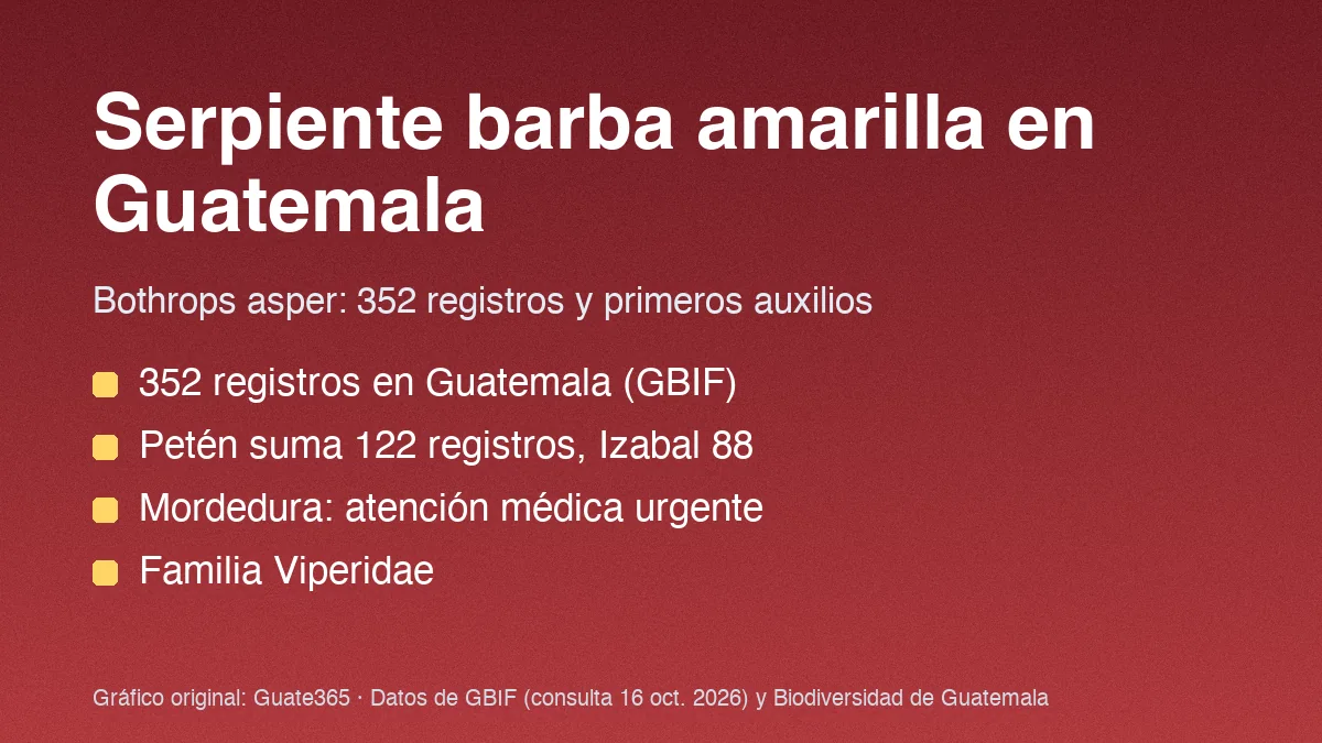 Tarjeta con el título Serpiente barba amarilla en Guatemala y cuatro datos de registros de Bothrops asper
