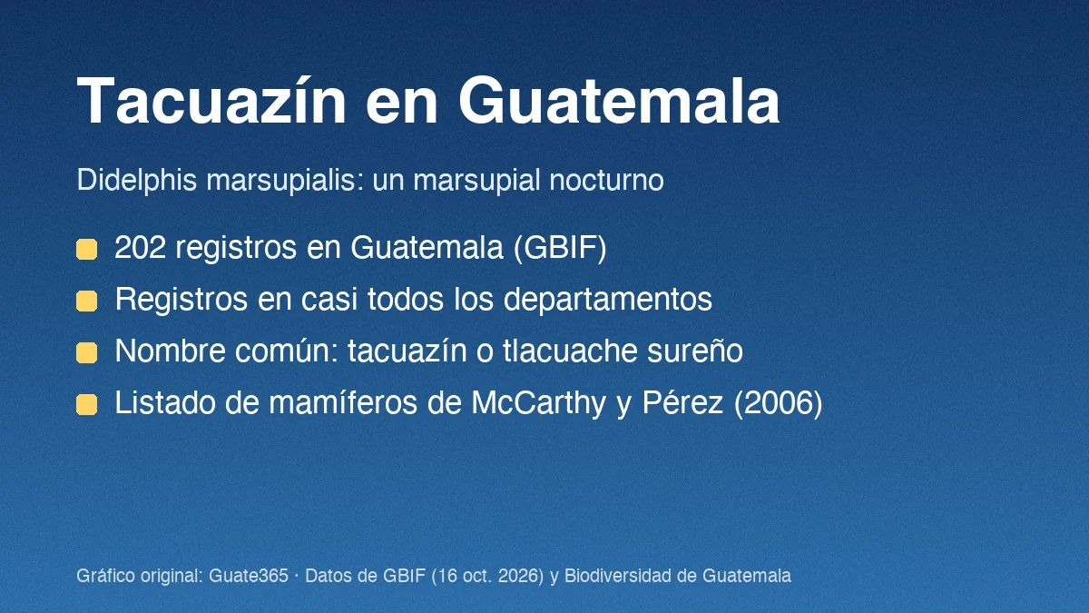Tarjeta con el título Tacuazín en Guatemala y cuatro datos de registros y fuentes