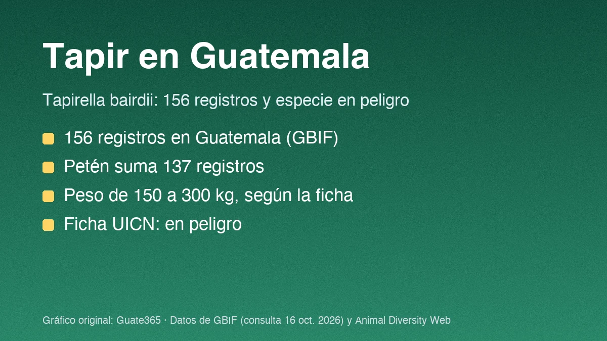 Tarjeta con el título Tapir en Guatemala y datos de registros y peso de Tapirella bairdii