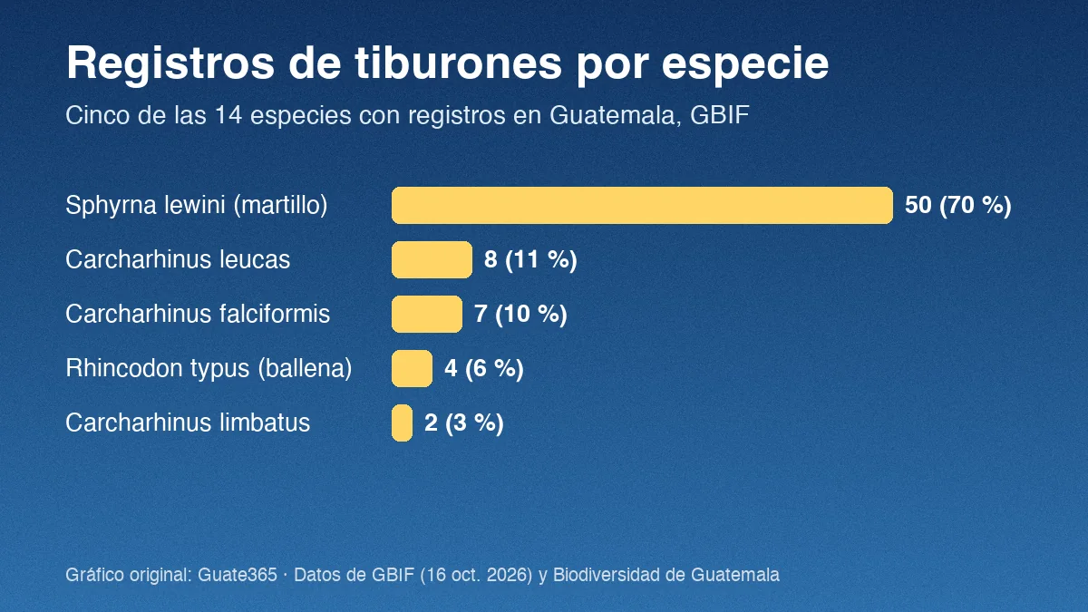 Barras con registros GBIF de cinco especies de tiburón en Guatemala: Sphyrna lewini 50, Carcharhinus leucas 8, Carcharhinus falciformis 7, Rhincodon typus 4 y Carcharhinus limbatus 2