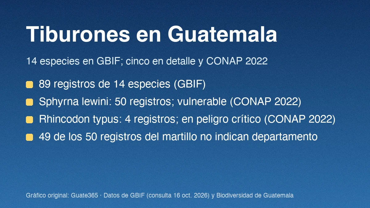 Tiburones en Guatemala: especies registradas y estado