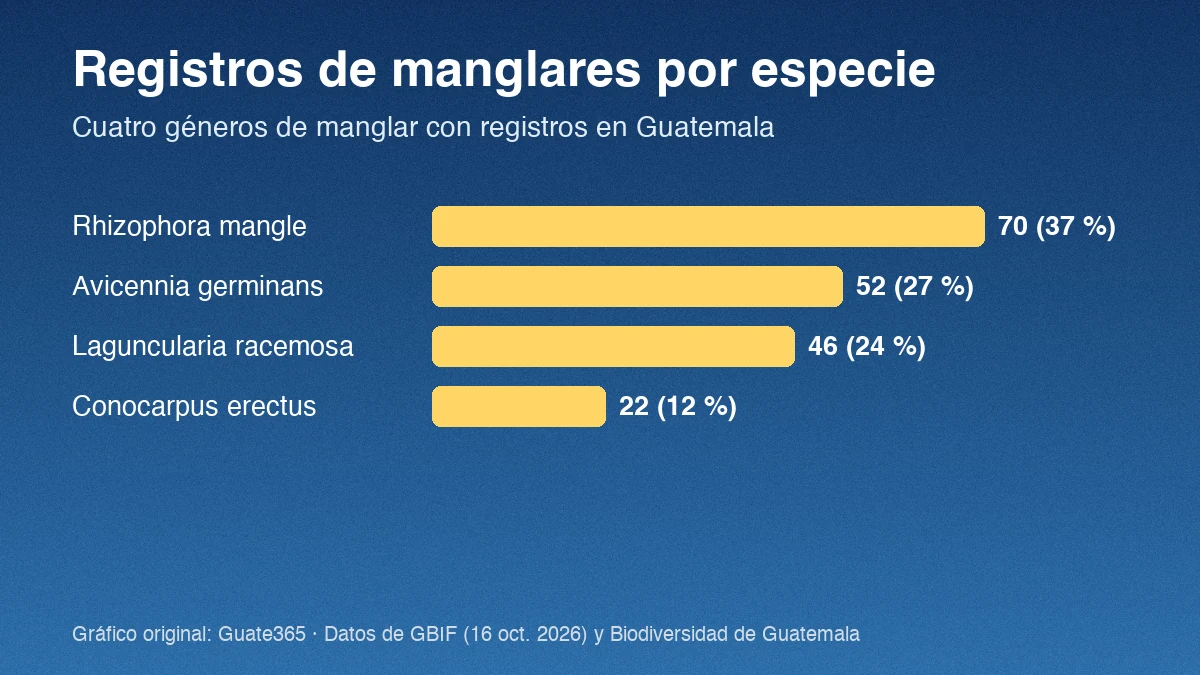 Barras con registros de cuatro especies de manglar en Guatemala: Rhizophora mangle 70, Avicennia germinans 52, Laguncularia racemosa 46, Conocarpus erectus 22