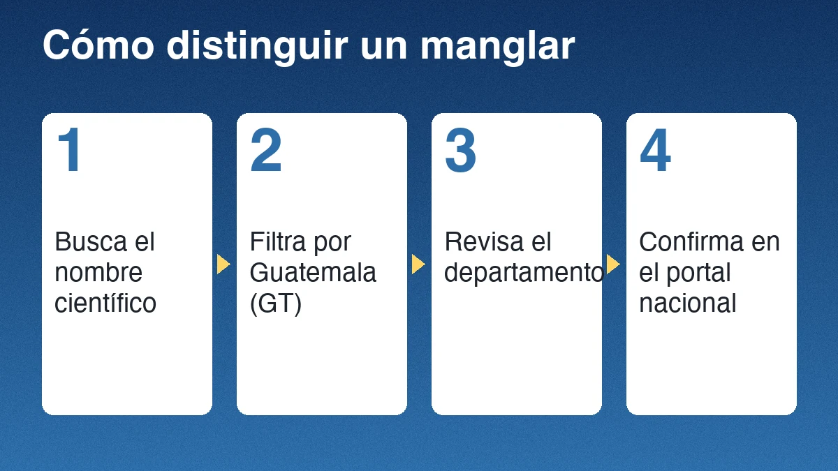 Cuatro pasos para distinguir un manglar: buscar el nombre científico, filtrar por Guatemala, revisar el departamento y confirmar con la ficha nacional