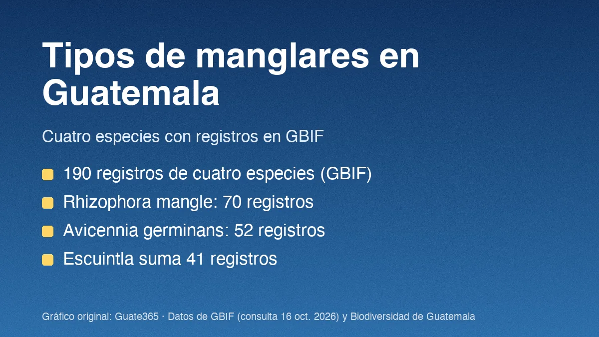 Tarjeta con el título Tipos de manglares en Guatemala y cuatro datos de registros de cuatro especies