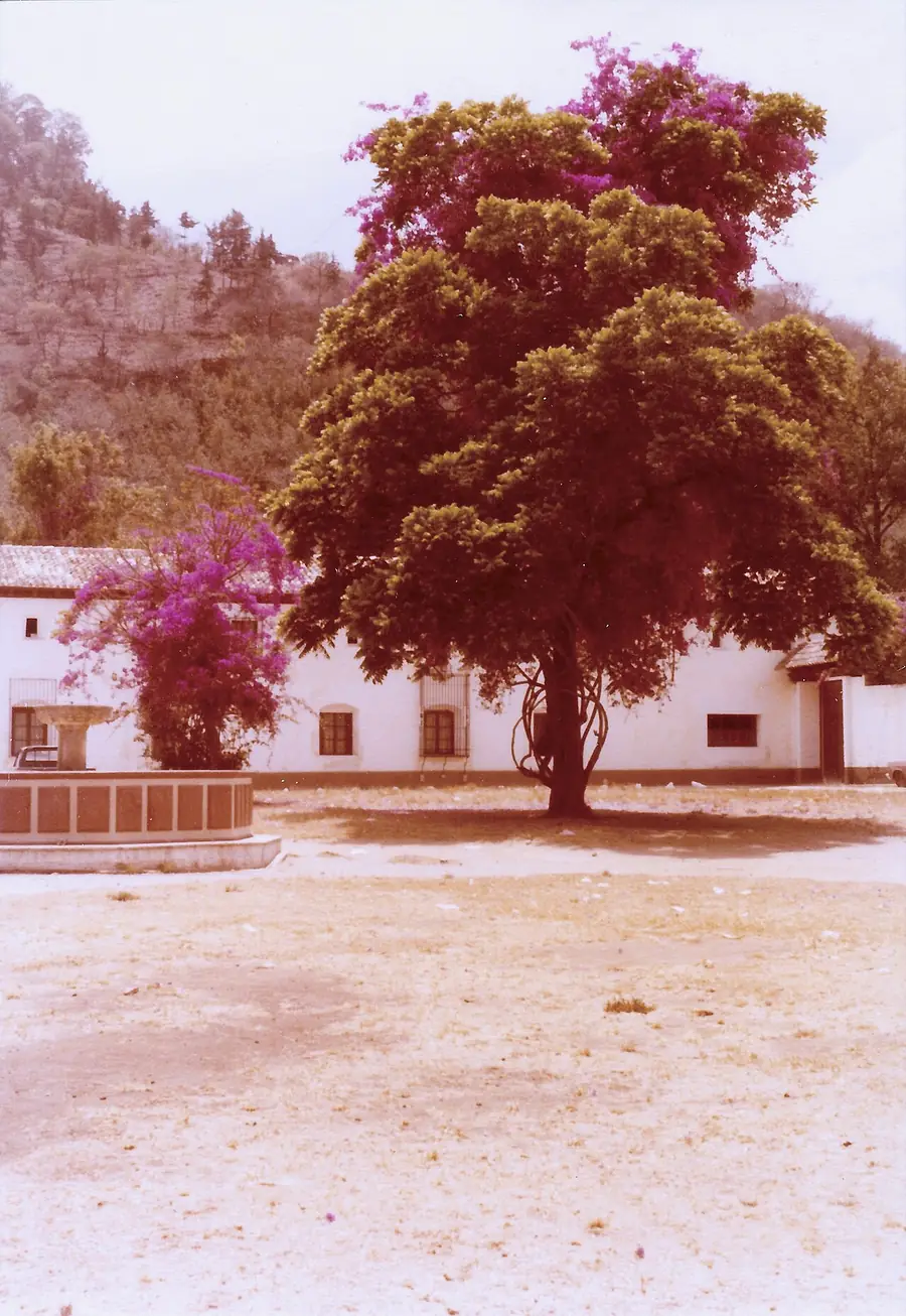 Fotografía antigua de un patio con árbol, fuente y edificio blanco