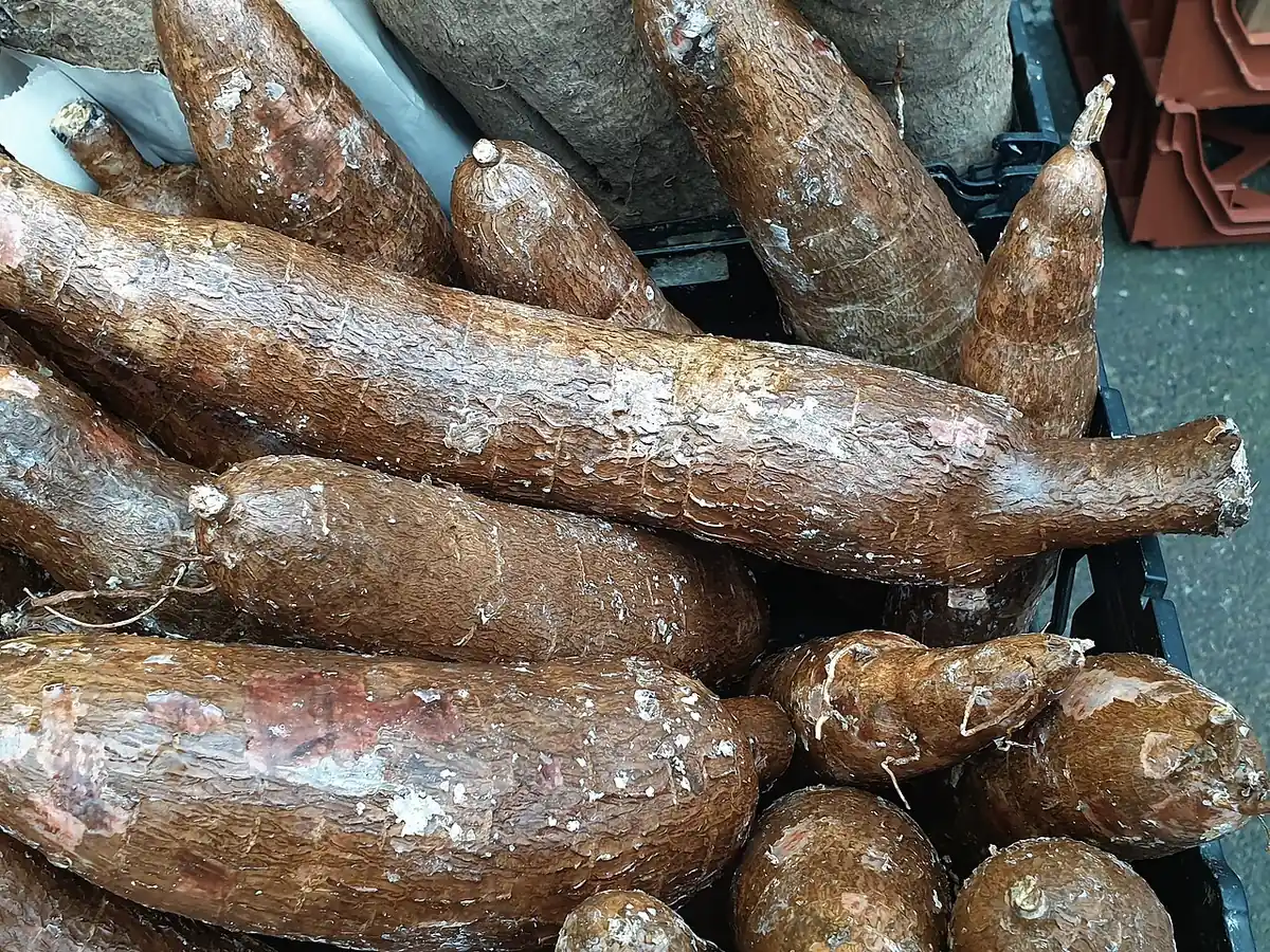Raíces de yuca recién cosechadas, con piel café