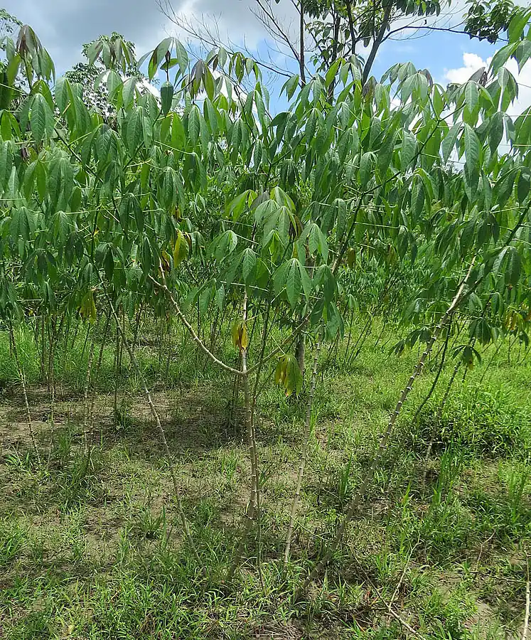 Plantas de yuca en un campo, con hojas palmeadas y tallos delgados