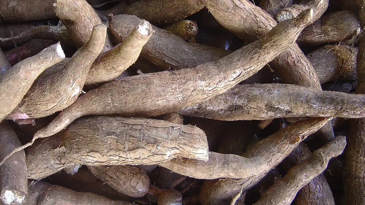 Yuca en Guatemala: cultivo, nutrición y cocción segura