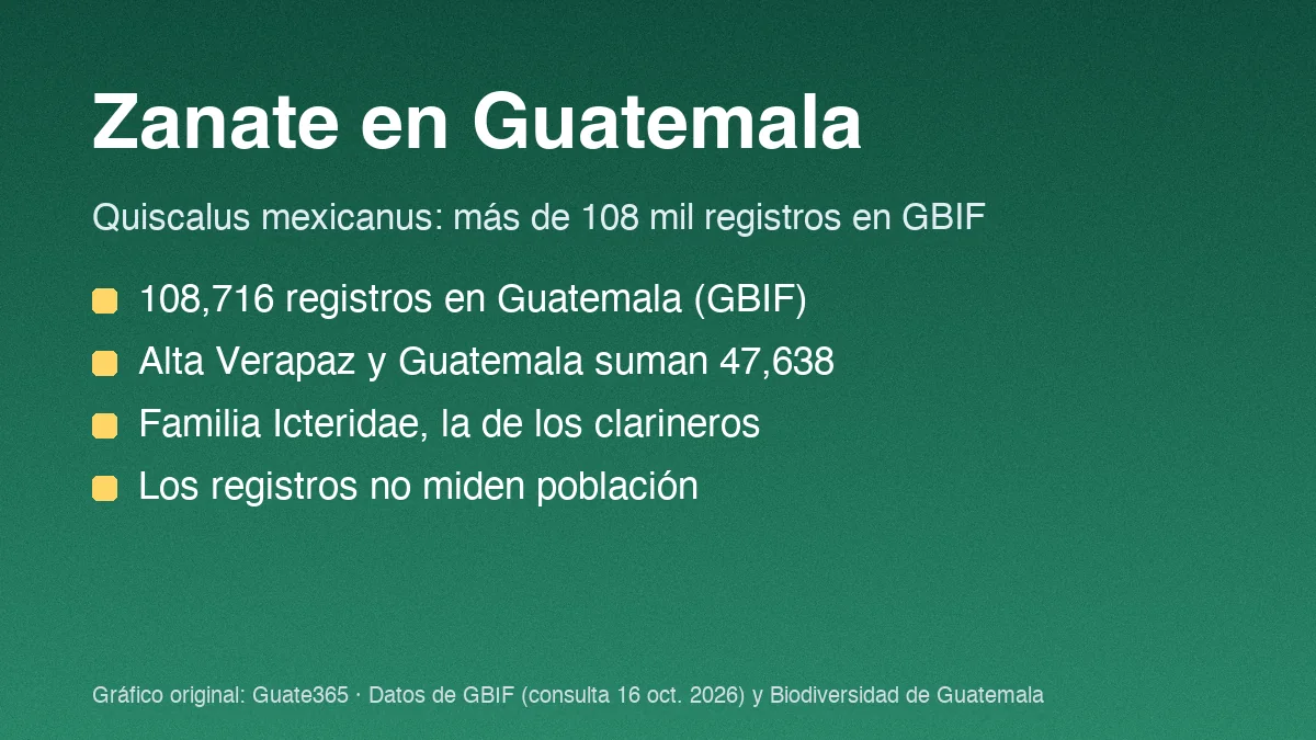 Tarjeta con el título Zanate en Guatemala y cuatro datos de registros de Quiscalus mexicanus
