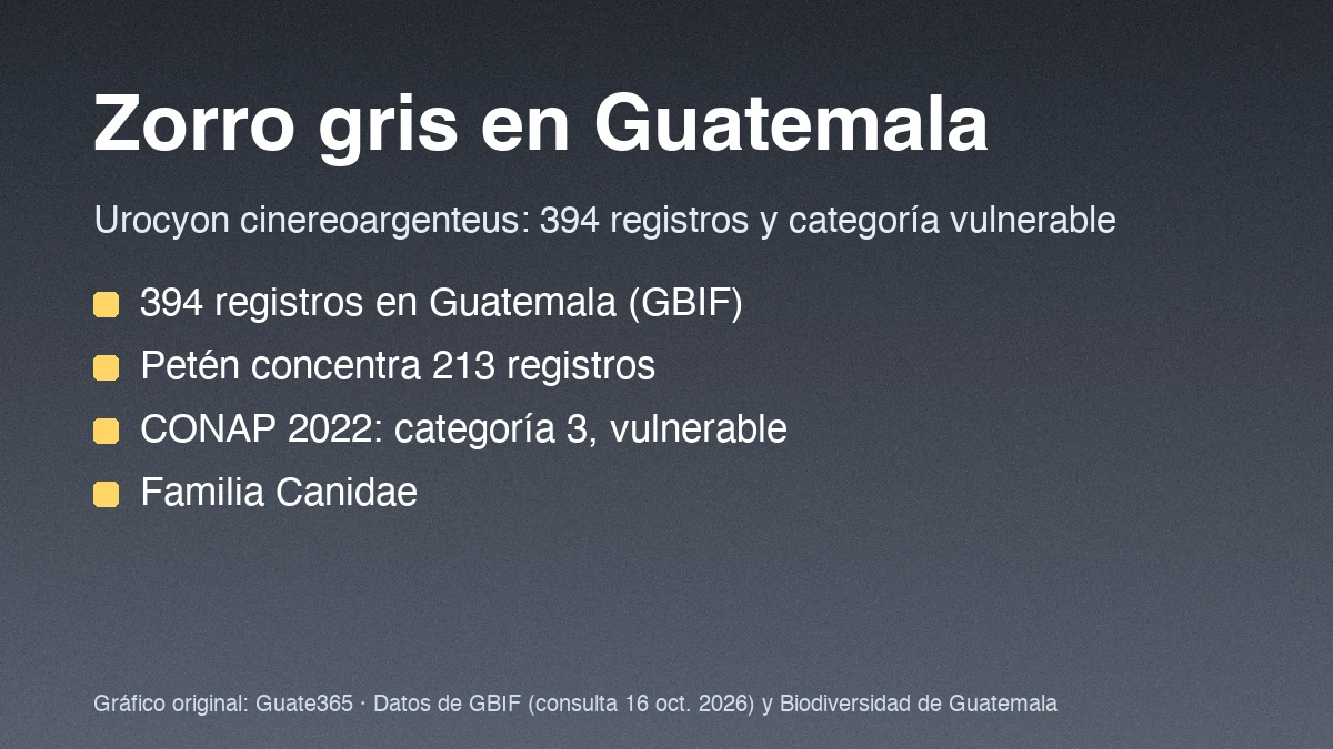 Tarjeta con el título Zorro gris en Guatemala y cuatro datos de registros y categoría de Urocyon cinereoargenteus