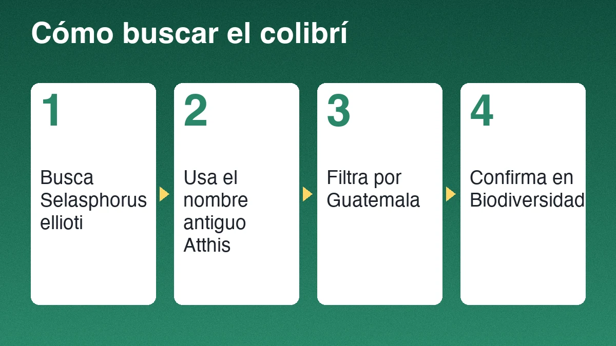 Cuatro pasos para buscar el zumbador magenta: usar Selasphorus ellioti, usar el nombre antiguo Atthis, filtrar por Guatemala y confirmar en Biodiversidad