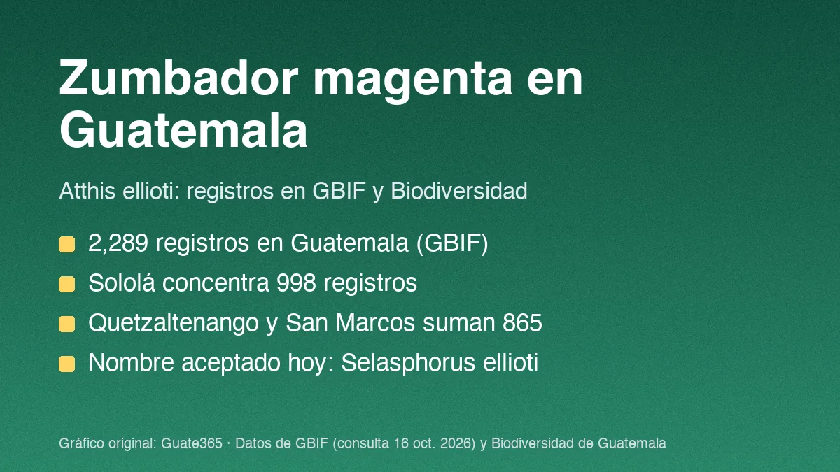 Zumbador magenta en Guatemala: colibrí del occidente