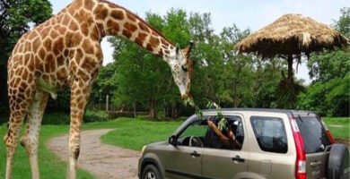 Auto safari chapín en Escuintla