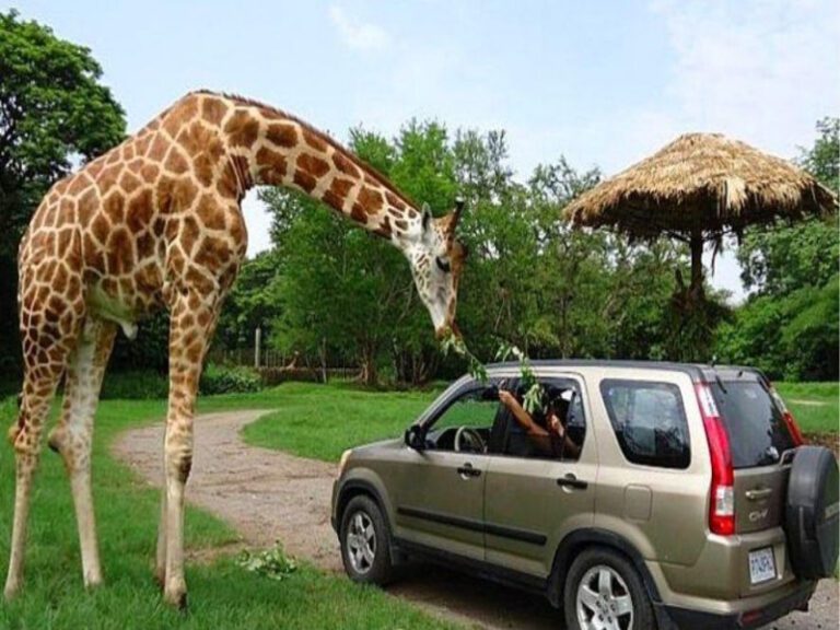 Auto safari chapín en Escuintla
