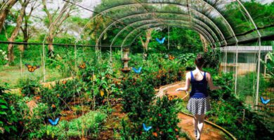 Mariposario de Jocotenango en Sacatepéquez