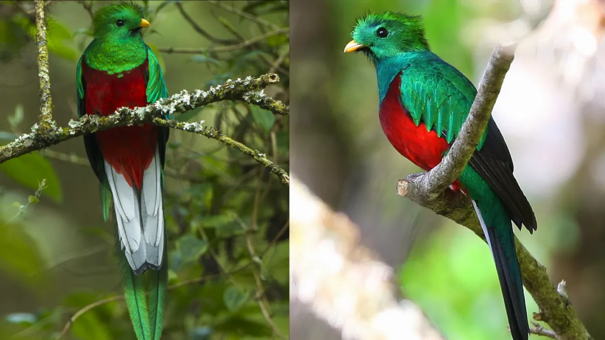 Quetzal, ave nacional de Guatemala