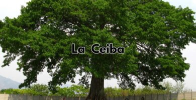 Imagen de una ceiba majestuosa en Guatemala