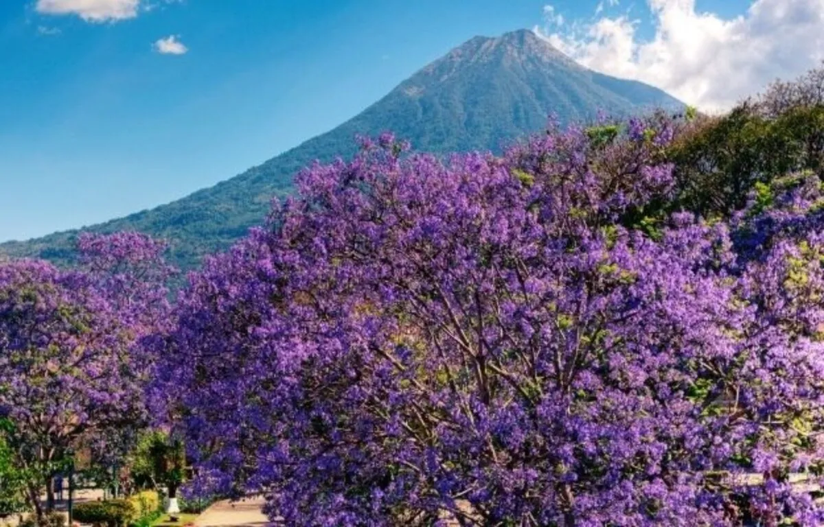 La naturaleza: los árboles que colorean la ciudad