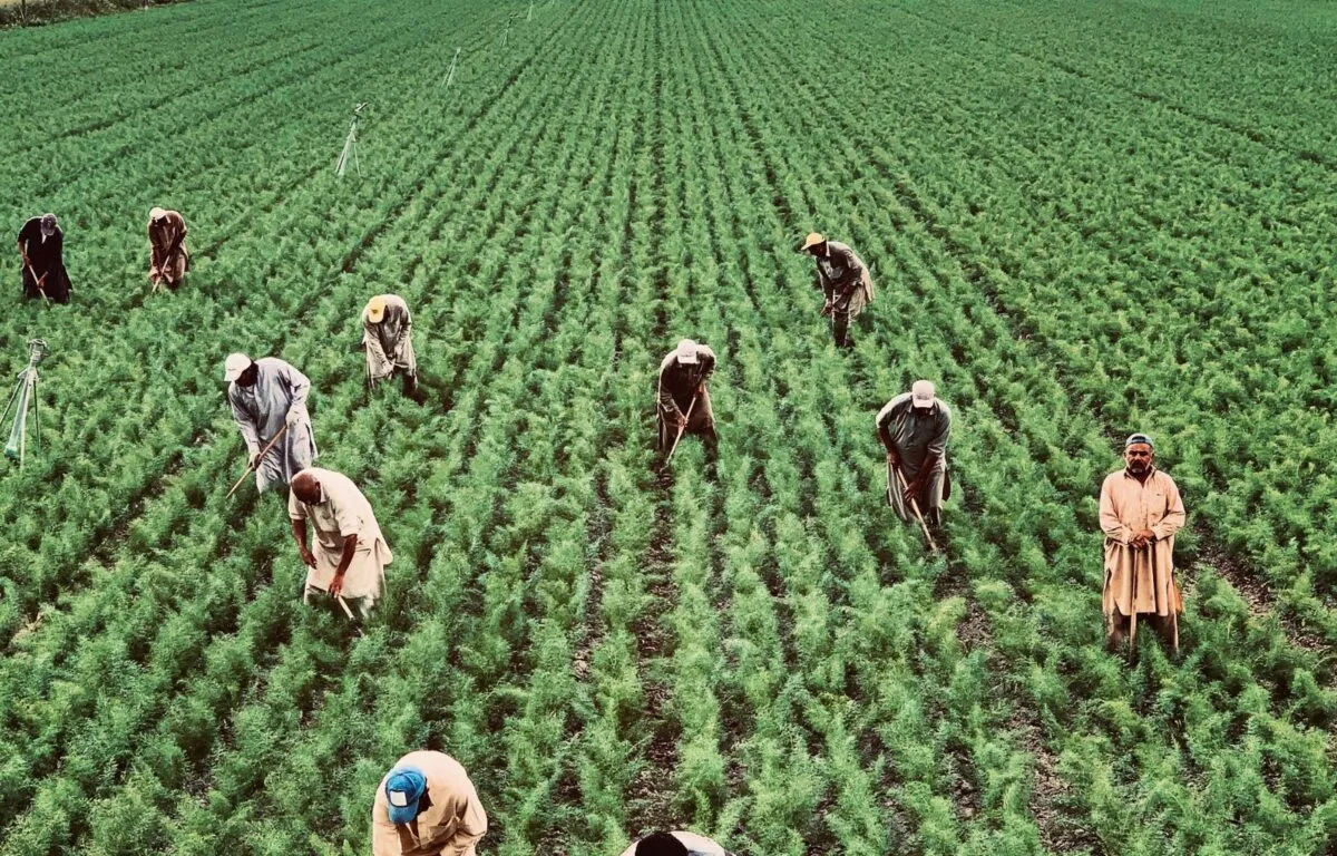 Empleos verdes en la agricultura de Guatemala