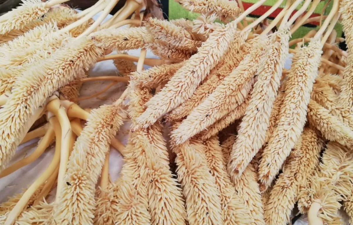 Los olores el corozo