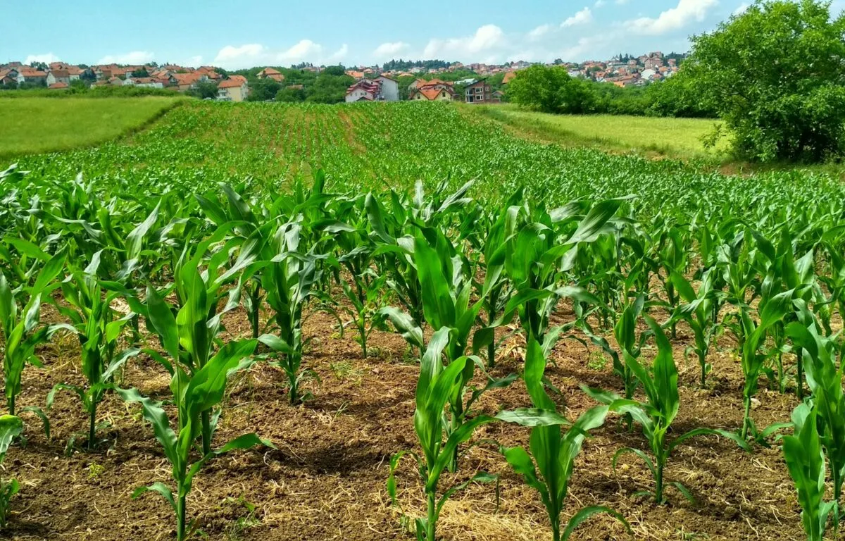 Agricultura