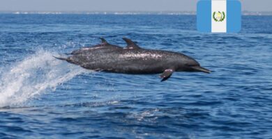 Delfines en Guatemala conoce a los hermosos animales en las costas de Santa Rosa (VIDEO)