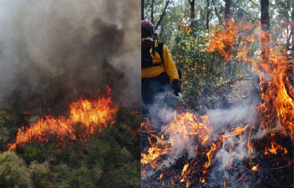 Incendios en Áreas Protegidas de Petén causa preocupación por la fauna silvestre del área