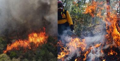 Incendios en Áreas Protegidas de Petén causa preocupación por la fauna silvestre del área