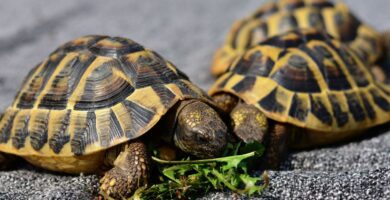 Todas las Especies de Tortugas en Guatemala